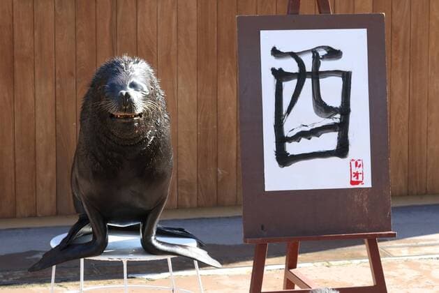 Malender Seelöwe im Hakkeijima Sea Paradise Aquarium in Yokohama January 3, 2017, Tokyo, Japan - 15-year-old male sea lion Leo smiles after he wrote the word Rooster in Chinese character as part of a New Year s attraction at the Hakkeijima Sea Paradise aquarium in Yokohama on Tuesday, January 3, 2017. Leo wrote Rooster to celebrate the Year of Rooster of Chinese zodiac.  (lwxa007254)