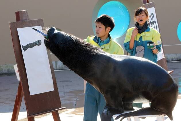 Malender Seelöwe im Hakkeijima Sea Paradise Aquarium in Yokohama January 3, 2017, Tokyo, Japan - 15-year-old male sea lion Leo writes the word Rooster in Chinese character as part of a New Year s attraction at the Hakkeijima Sea Paradise aquarium in Yokohama on Tuesday, January 3, 2017. Leo wrote Rooster to celebrate the Year of Rooster of Chinese zodiac.  (lwxa007255)