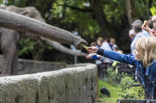 IMAGO Creative: Klimawandel - Umwelterziehung Girl in zoo feeding elephant model released Symbolfoto  JFEF00817