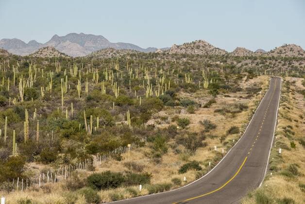 Cardon cacti by main road down Baja California, near Loreto, Mexico, North America Copyright: TonyxWaltham 29-5403