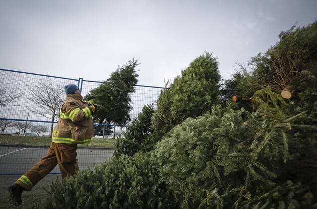 (170108) -- RICHMOND, Jan. 8, 2017 -- A firefighter piles up the trees during the annual Christmas tree recycling in Richmond, Canada, Jan. 7, 2017. Firefighters volunteered their time to help residents recycle the Christmas trees at the annual Richmond Firefighters Association tree-chipping event to help reduce waste and turn rubbish into new resources.) (zxj) CANADA-RICHMOND-CHRISTMAS TREES-RECYCLING LiangxSen 