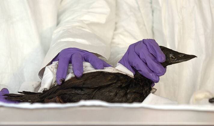 San Francisco, California, USA - A Surf Scoter bird goes through a process being stabilized from the effects of Wednesday s 58,000 gallon oil spill, at Fort Mason in San Francisco, Calif. on Thursday November 8, 2007. The bird along with 21 other birds that were found in the Bay, will be taken to be cleaned in Cordelia. As of Thursday afternoon 6 birds have been reported dead.  - ZUMA 20071108_zaf_c99_013