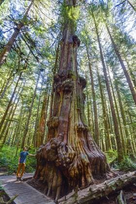  Mann steht vor Riesen-Lebensbaum (Thuja plicata), Wald Avatar Grove, Port Renfrew, Vancouver Island, British Columbia, Kanada, Nordamerika Copyright: imageBROKER/OliverxGerhard ibloge04454071.jpg