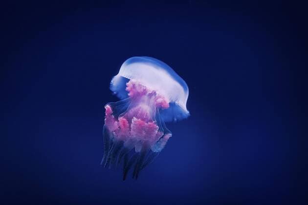 January 12, 2017 - Jilin, Jilin, China - A jellyfish at the aquatic animal exhibition in Jilin Provincial Museum in Jilin, northeast China s Jilin Province. Jilin China  - ZUMAs145 20170112_zaa_s145_236