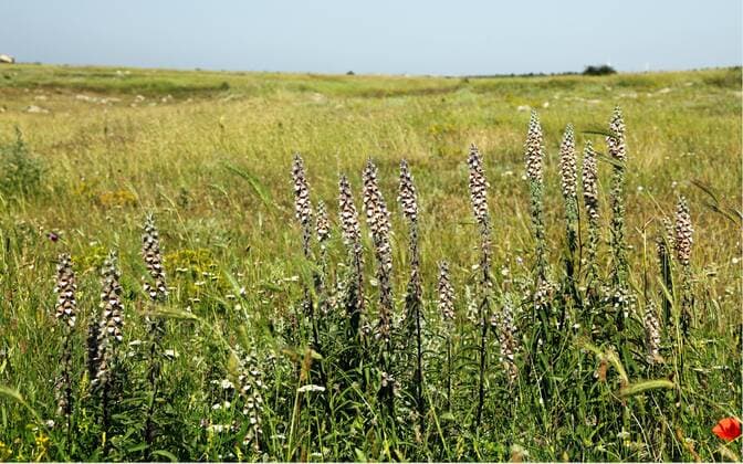 Balkan-Akanthus, Balkanakanthus (Acanthus balcanicus), bluehender Bestand, Bulgarien, Balchik long-leaved bear s breech (Acanthus balcanicus), flowering group, Bulgaria, Balchik BLWS442996 Copyright: xblickwinkel M.xWoikex