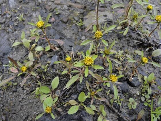 Strahliger Zweizahn, Strahlender Zweizahn, Grosser Zweizahn (Bidens radiata), bluehend an einem Seeufer, Deutschland, Nordrhein-Westfalen greater bur-marigold (Bidens radiata), blooming by a lake side, Germany, North Rhine-Westphalia BLWS443478 Copyright: xblickwinkel A.xJagelx