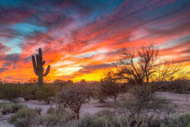 Wüstenlandschaft mit Saguaro Kaktus (Saguaro) bei Sonnenuntergang, Saguaro Nationalpark, Arizona, USA, Nordamerika Copyright: imageBROKER/MarcxRasmus ibxmra04434763.jpg