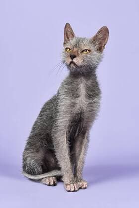 IMAGO Nature: Unsere Erde: Tierwelt: Hässliche Tiere Werwolfkatze, Lykoi Katze (Felis Silvestris Catus), Kitten, 6 Monate Copyright: imageBROKER/ErichxSchmidt ibxeri04451371.jpg