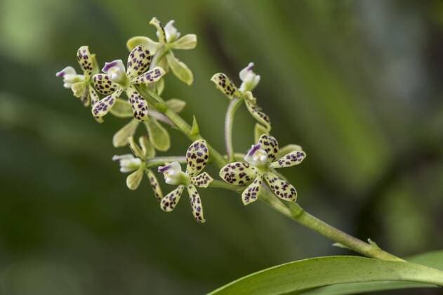 IMAGO Nature: Unsere Erde: Pflanzenwelt: Gepunktete Pflanzen Neotropische Orchidee (Prosthechea vespa), Amazonas-Regenwald, Provinz Zamora, Ecuador, Südamerika Copyright: imageBROKER/GuenterxFischer ibxgva04457859.jpg