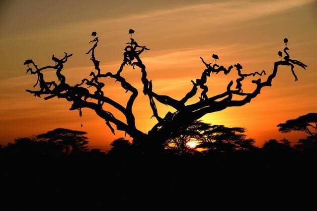 Weißstörche (Ciconia ciconia) auf einer abgestorbenen Akazie bei Sonnenaufgang, Baum-Savanne, Serengeti-Nationalpark, Tansania, Afrika Copyright: imageBROKER/WinfriedxWisniewski iblwwi04470946.jpg