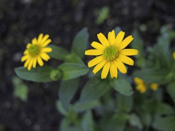Sterntaler, Husarenknopf (Melampodium montanum), bluehend, Zierpflanze, im Handel als Husarenknopf (Sanvitalia procumbens) blackfoot (Melampodium montanum), blooming, in trade as Sanvitalia procumbens BLWS443899 Copyright: xblickwinkel A.xJagelx