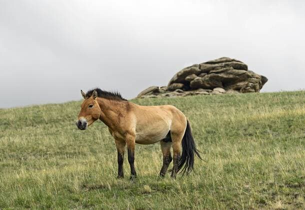 Przewalski-Pferd (Equus ferus przewalskii), auf mongolisch auch Takhi genannt, eine seltene und vom Aussterben bedrohte Wildpferdart, die die einzige ist, in ihrer Wildform bis heute oÂ¼berlebt hat, Nationalpark Chustain Nuruu (Hustai Nationalpark), ToÂ¶v Aimag, Mongolei Przewalski s horses (Equus ferus przewalskii), in Mongolian called Takhi, a rare and endangered subspecies of wild horses which has never been domesticated and remain the only truly wild horse in the world today, Khustain Nuruu National Park (Hustai National Park), ToÂ¶v Aimag, Mongolia