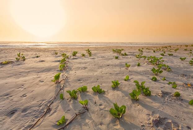 Senegal, Boukote Ouolof, beach with tendrils at sunset  DSGF01403