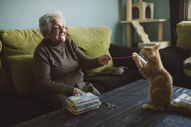 Senior woman playing with her kitten at home model released Symbolfoto property released  RAEF01635