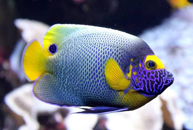 29.03.2016, Berlin, Deutschland - Blaukopf-Kaiserfisch. 00S160329D801.JPG MODEL RELEASE: NOT APPLICABLE, PROPERTY RELEASE: NO MR:Y