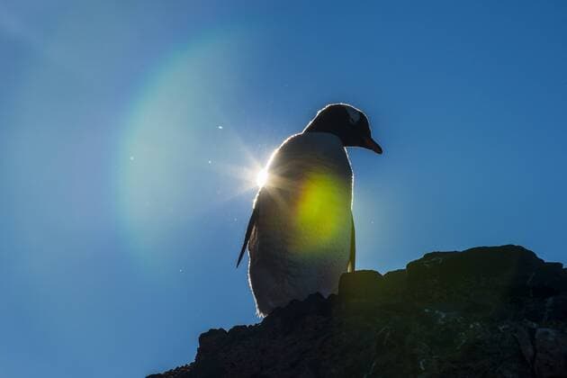 Gentoo penguin (Pygoscelis papua) in backlight, Brown Bluff, Antarctica, Polar Regions Copyright: MichaelxRunkel 1184-690