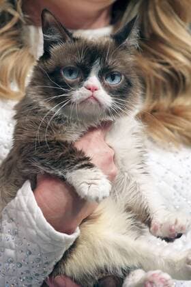 Grumpy Cat bei der Opel Kalender Vernissage Georgia & Grumpy - Not impressed by Wonderland im Kraftwerk Berlin. Berlin, 01.02.2017 Foto:xS.xSchrapsx xFuturexImage