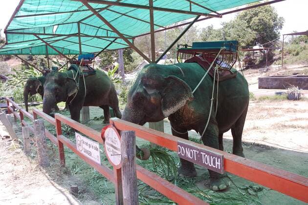  Elefantencamp mit Reitelefanten (Elephas maximus indicus), Phuket, Thailand, Asien Copyright: imageBROKER/christianxzappel ibxcza04478249.jpg