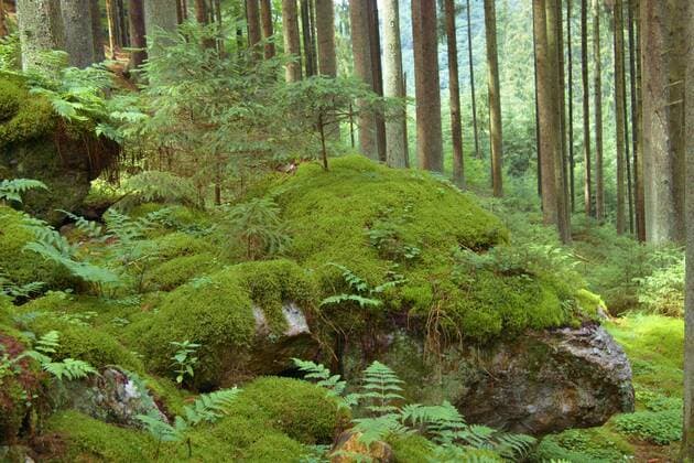 IMAGO Nature: Unsere Erde: Pflanzenwelt: Bedrohte Arten Gemeine Fichte, Gewoehnliche Fichte (Picea abies), Felsen im Wald am Rockenburger Urwaldpfad, Deutschland, Rheinland-Pfalz, Hunsrueck Norway spruce (Picea abies), rocks at hiker path Rockenburger Urwaldpfad, Germany, Rhineland-Palatinate, Hunsrueck BLWS445264 Copyright: xblickwinkel C.xStennerx