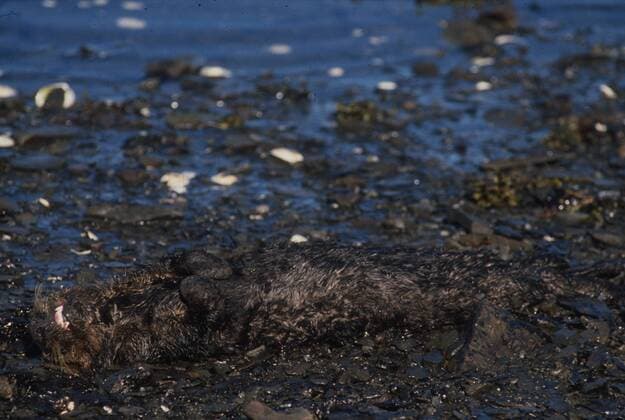 Mar 24, 2008 - Smith Island Beach, Alaska, USA - On March 24 1989 some 11 million gallons of crude oil leaked from the ruptured hull of the Exxon Valdez in to the Prince William Sound, Alaska. In less than two months the oil had spread over 450 miles. Thousands of fish as well as other animals died immediately, an estimated 250,000Ð500,000 seabirds, 2,800Ð5,000 sea otters, 12 river otters, 300 seals, 22 orcas and 250 bald eagles- the full impact will never be known. The initial cleanup took three years with a cost of US 2.1 billion dollars. As of today, no restitution has been made. The repaired Exxon Valdez was renamed the SeaRiver Mediterranean and, although banned from Alaskan waters, is still carrying oil around the world. PICTURED: May 15, 1989; Smith Island Beach, Alaska; A dead oil cobvered otter on the beach at Smith Island. - ZUMAg36_ 19890515_rnn_g36_604 Copyright: xAlxGrillox