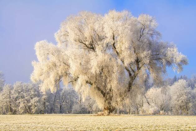 Silberweide, Silber-Weide, Weissweide, Weiss-Weide (Salix alba), grosser Solitaerbaum mit Rauhreif, Deutschland, Bayern, Isental White willow (Salix alba), single tree with hoar frost, Germany, Bavaria, Isental BLWS444904 Copyright: xblickwinkel A.xHartlx