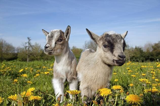 Pygmy domestic goat or Dwarf Goat, capra hircus, 3 Month old Young with Flowers