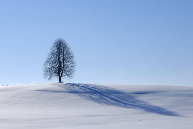 Germany, single bare tree in winter landscape  SIEF07277