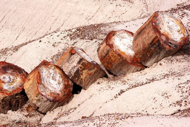 verkieselte Baumstaemme in Wuestenlandschaft, USA, Arizona, Petrified Forest Nationalpark petrified log in desert landscape, USA, Arizona, Petrified Forest National Park BLWS447265 Copyright: xblickwinkel McPHOTO U.xGernhoeferx