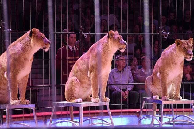 Löwen bei der Premiere der 3. Winterspielzeit 2017 des Circus Krone im Kronebau. München, 01.03.2017 Foto:xP.xSchönbergerx xFuturexImage
