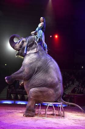 Jana Mandana Lacey-Krone mit Elefant bei der Premiere der 3. Winterspielzeit 2017 des Circus Krone im Kronebau. München, 01.03.2017 Foto:xP.xSchönbergerx xFuturexImage