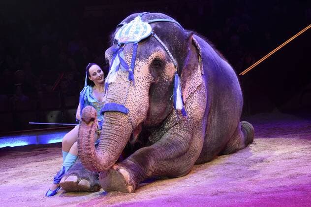 Jana Mandana Lacey-Krone mit Elefant bei der Premiere der 3. Winterspielzeit 2017 des Circus Krone im Kronebau. München, 01.03.2017 Foto:xP.xSchönbergerx xFuturexImage