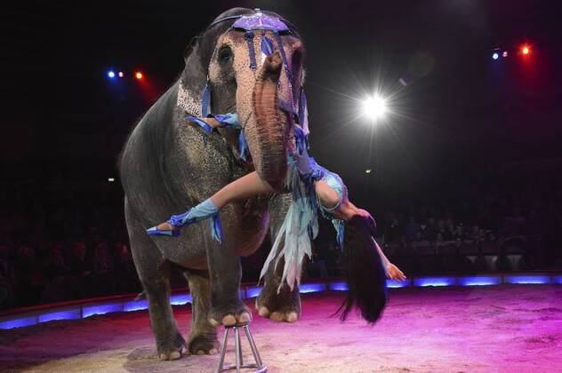 Jana Mandana Lacey-Krone mit Elefant bei der Premiere der 3. Winterspielzeit 2017 des Circus Krone im Kronebau. München, 01.03.2017 Foto:xP.xSchönbergerx xFuturexImage