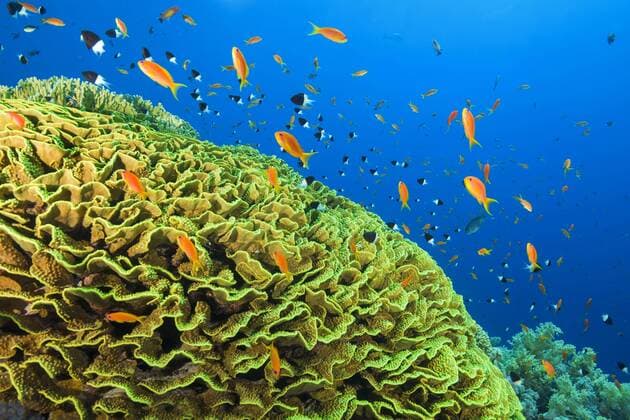 Helle orangefarbener Schwarm Fische, Juwelen-Fahnenbarsch (Pseudanthias squamipinnis) und Zweifarben-Riffbarsch (Chromis dimidiata) schwimmt in der Nähe von Salatkoralle (Turbinaria mesenterina) Rotes Meer, Sharm el Sheikh, Sinai-Halbinsel, Ägypten, Afrika Copyright: imageBROKER/AndreyxNekrasov ibxaaa04497223.jpg