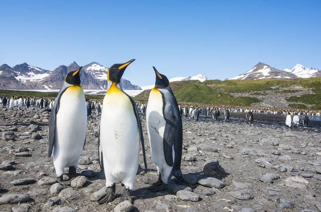 King penguins (Aptenodytes patagonicus), Salisbury Plain, South Georgia, Antarctica, Polar Regions Copyright: MichaelxRunkel 1184-789