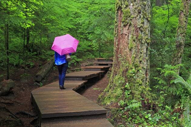 Lynn Canyon Park, Vancouver, British Columbia, Canada, North America Copyright: RichardxCummins 776-4837