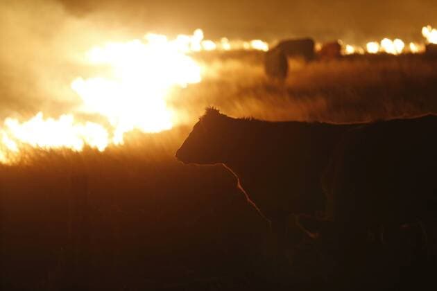 IMAGO Nature: Unsere Erde, Klimawandel, Waldbrände March 7, 2017 - Protection, KS, USA - Cattle graze by a wildfire near Protection, Kan., on Tuesday, March, 7, 2017. Grass fires fanned by gusting winds forced the evacuations of several towns and the closure of some roads. Protection USA - ZUMAm67_ 20170307_zaf_m67_042 Copyright: xBoxRaderx