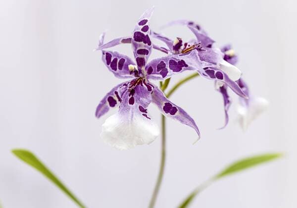 Orchideenbluete, Aliceara Peggy Ruth Carpenter Copyright: xMEVx ALLMVMEV115029