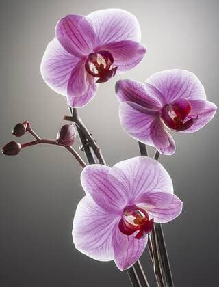 Orchidee, Phalaenopsis, rosa Copyright: xMEVx ALLMV54082007