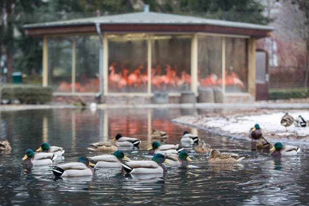 Eingesperrte Flamingos im Zoo Dresden.