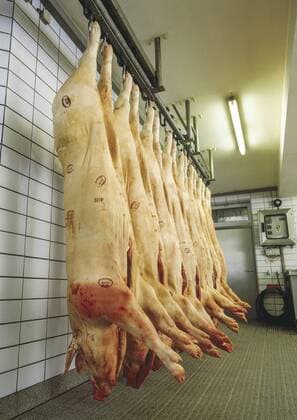 Schlachthof, geschlachtete Schweine Copyright: xMEVx ALLMVAID004AR11