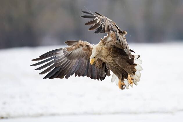Seeadler (Haliaeetus albicilla), im Flug, Winter, Gostyni?sko-W?oc?awski Park, Polen, Europa Copyright: imageBROKER/MartinxDemmel ibxmde04503995.jpg