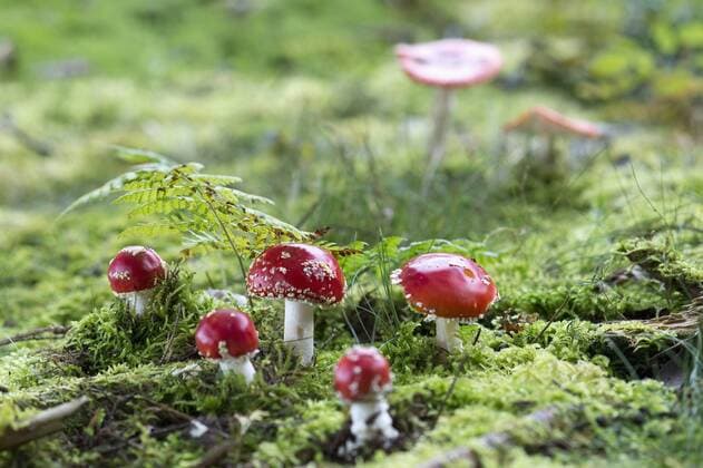 Five Fly agarics  ASF06078