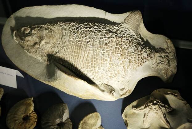 Erfurt - Sonderausstellung Glanzlichter der Präparation 30.03.17 , Erfurt, Naturkundemuseum, am 31.03. wird die Sonderausstellung Glanzlichter der Präparation Präperate und Tier-Kleinplastiken eröffnet (anlässlich der 55. internationalen Arbeitstagung des Verbandes Deutscher Präparatoren in Erfurt) es werden Präparate aus den Bereichen Medizin, Biologie und Geowissenschaften von unterschiedlichen Präparatoren ausgestellt, die Ausstellung soll das breite Spektrum der Präparatoren widerspiegeln im Bild: Fossilie eines Colobodus maxuimus