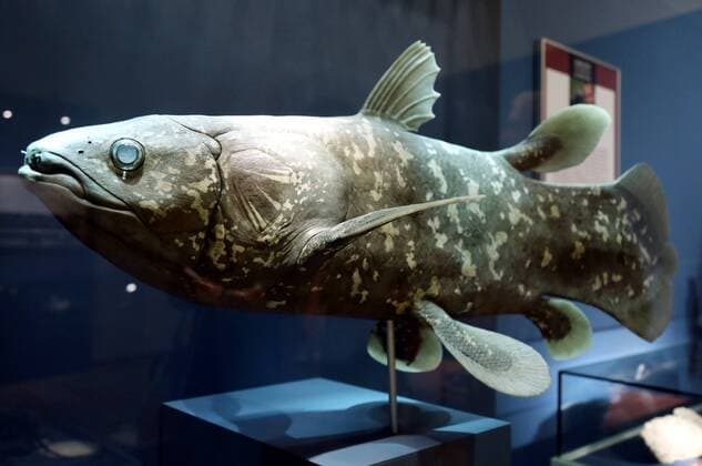 Erfurt - Sonderausstellung Glanzlichter der Präparation 30.03.17 , Erfurt, Naturkundemuseum, am 31.03. wird die Sonderausstellung Glanzlichter der Präparation Präperate und Tier-Kleinplastiken eröffnet (anlässlich der 55. internationalen Arbeitstagung des Verbandes Deutscher Präparatoren in Erfurt) es werden Präparate aus den Bereichen Medizin, Biologie und Geowissenschaften von unterschiedlichen Präparatoren ausgestellt, die Ausstellung soll das breite Spektrum der Präparatoren widerspiegeln im Bild: Modell eines Quastenflossers in Originalgrösse von Sebastian Brandt