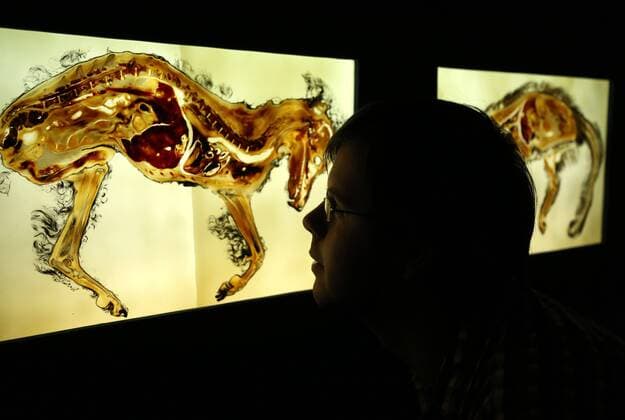 Erfurt - Sonderausstellung Glanzlichter der Präparation 30.03.17 , Erfurt, Naturkundemuseum, am 31.03. wird die Sonderausstellung Glanzlichter der Präparation Präperate und Tier-Kleinplastiken eröffnet (anlässlich der 55. internationalen Arbeitstagung des Verbandes Deutscher Präparatoren in Erfurt) es werden Präparate aus den Bereichen Medizin, Biologie und Geowissenschaften von unterschiedlichen Präparatoren ausgestellt, die Ausstellung soll das breite Spektrum der Präparatoren widerspiegeln im Bild: Plastinate von Haushund und Hauskatze von Dr. Christoph von Horst