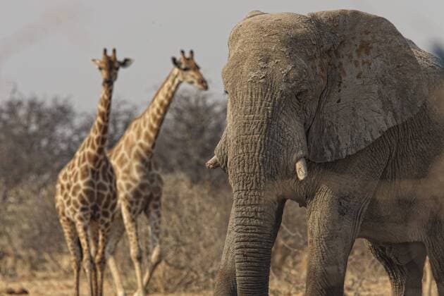 Namibia, giraffes and elephant in Etosha National Park  DSGF01590