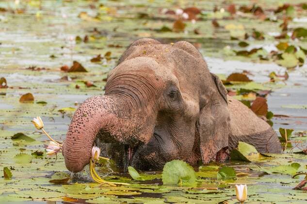 Asian or Asiatic elephant (Elephas maximus) eating water lily in Yala National Park, Sri Lanka.  BEW1CD3CD47