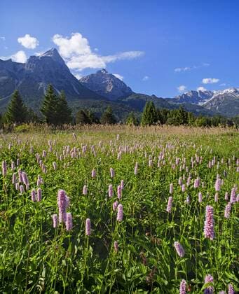 Schlangenknoeterich, Schlangen-Knoeterich, Wiesenknoeterich, Wiesen-Knoeterich (Polygonum bistorta, Bistorta officinalis, Bistorta major, Persicaria bistorta), bluehend auf einer Bergwiese, Oesterreich, Tirol, Zugspitzgebiet Common bistort, Meadow bistort (Polygonum bistorta, Bistorta officinalis, Bistorta major, Persicaria bistorta), blooming in a mountain meadow, Austria, Tyrol, Zugspitzgebiet BLWS450241 Copyright: xblickwinkel S.xDerderx