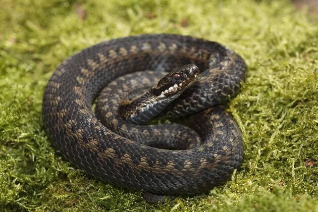  Kreuzotter (Vipera berus) auf Moos, Schleswig-Holstein, Deutschland, Europa Copyright: imageBROKER/JustusxdexCuveland ibxuve04511524.jpg