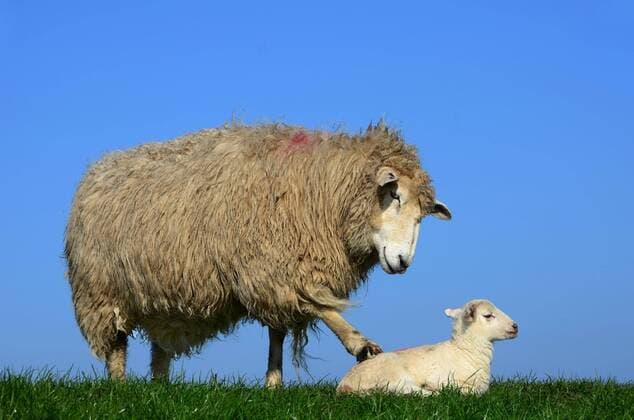 Hausschaf (Ovis gmelini aries) mit Lamm, Westerhever, Schleswig-Holstein, Deutschland, Europa Copyright: imageBROKER/IngeborgxKnol ibxikn04511762.jpg